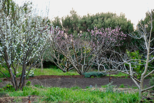 Sowing the Seasons: Cool and Warm Season Crops at Transition Farm