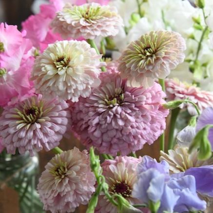 Transition Farm developed Zinnia 'Violet Blush'