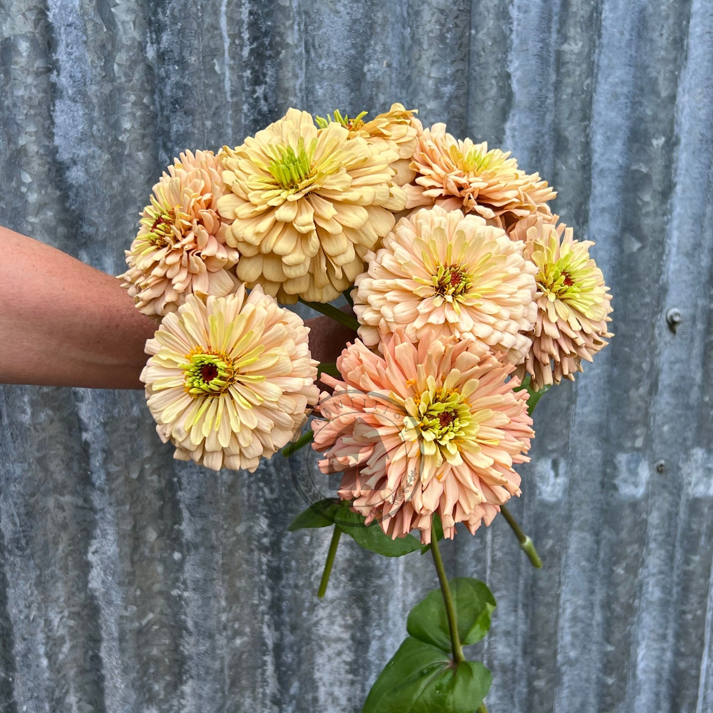 Transition Farm developed Zinnia 'Mead'
