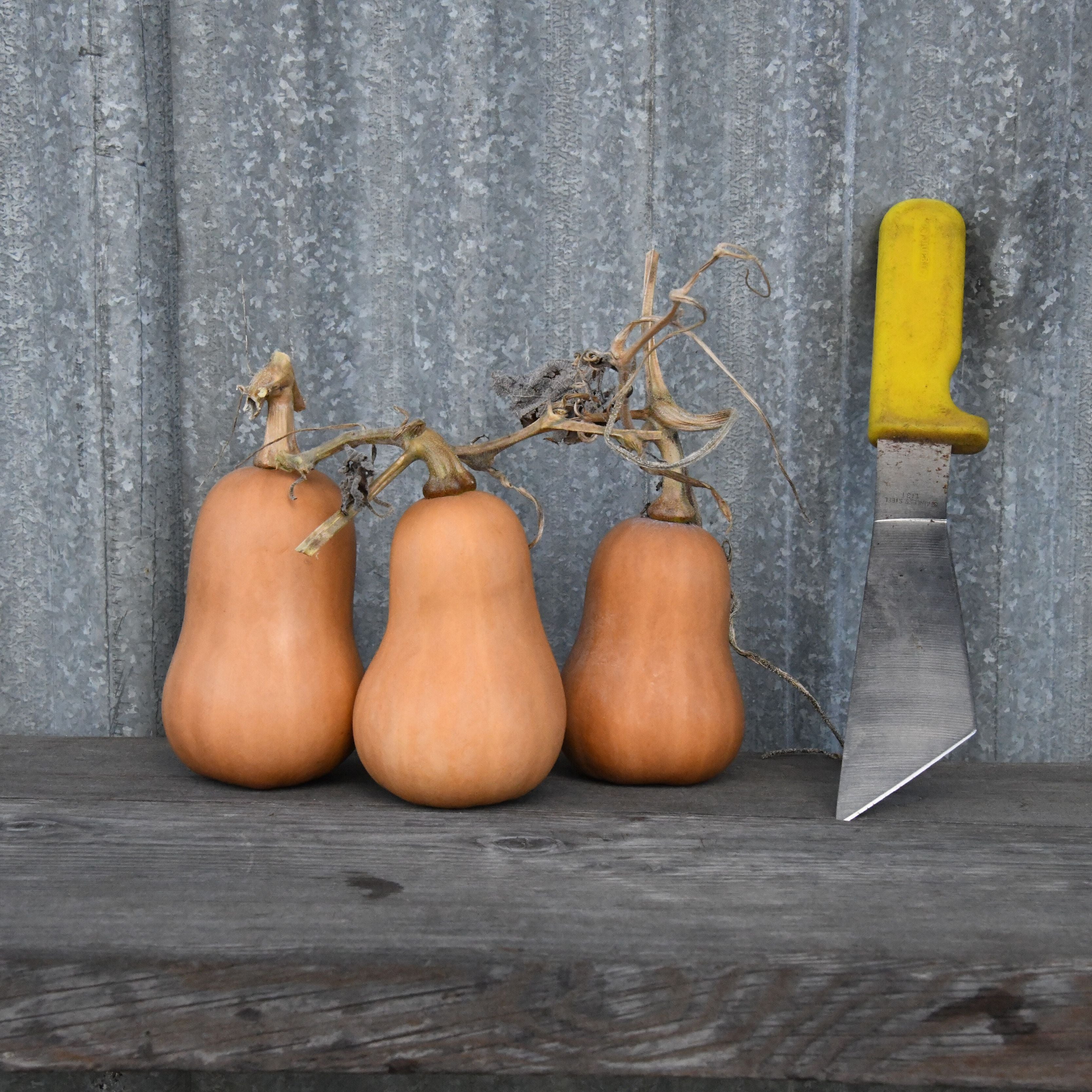 PUMPKIN学園/PumpKin 8mmCD Spookie Pumpkin (96 Days) – Pinetree Garden Seeds