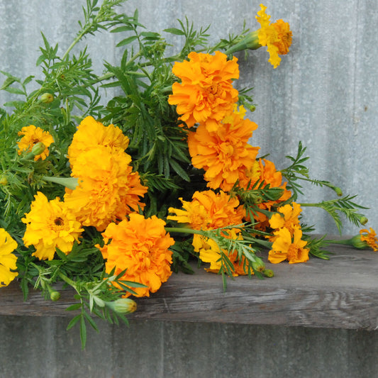Marigold 'African Giant'