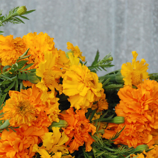 Marigold 'African Giant'