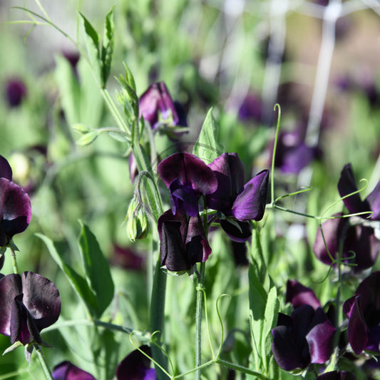 Purple flowers with green leaves in a natural setting
