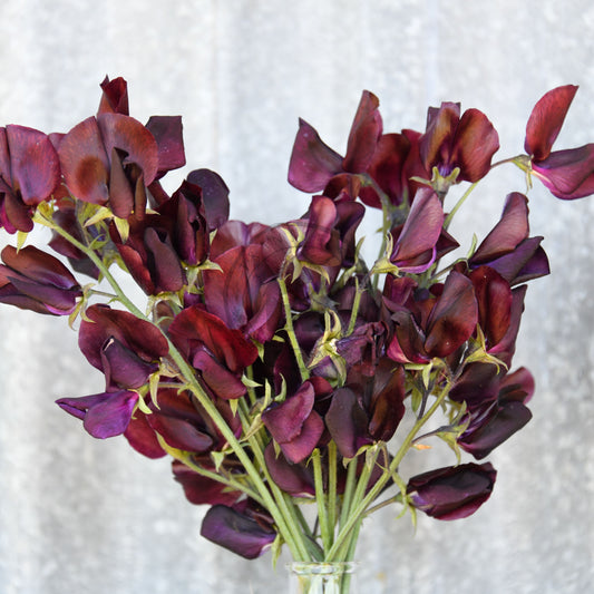 Bouquet of dark purple flowers in a clear vase on a textured white background