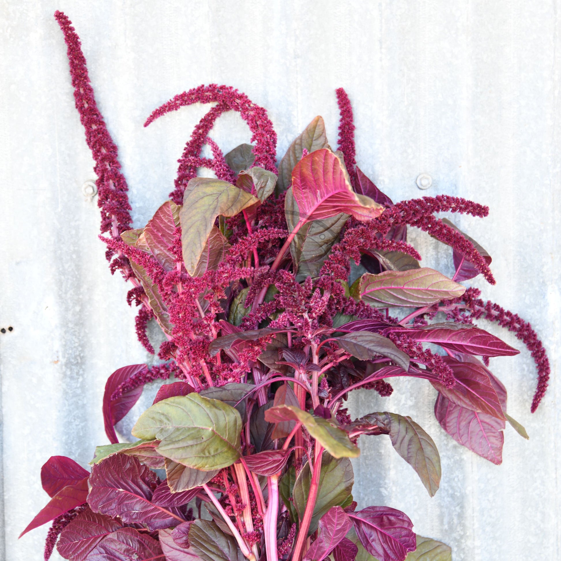 Bouquet of pink and green amaranth plants against a white wooden background