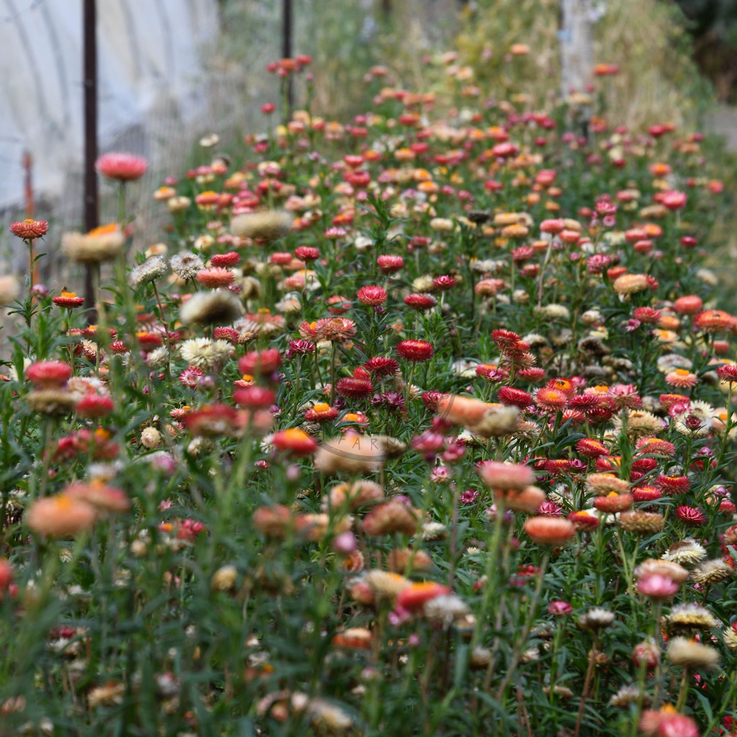 Row of colorful flowers in a garden setting