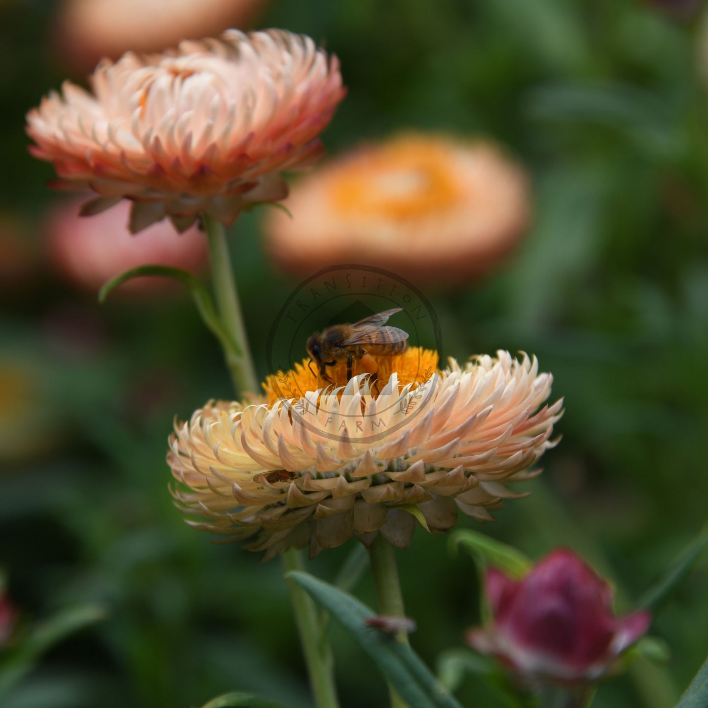 Bees on a flower with a blurred background
