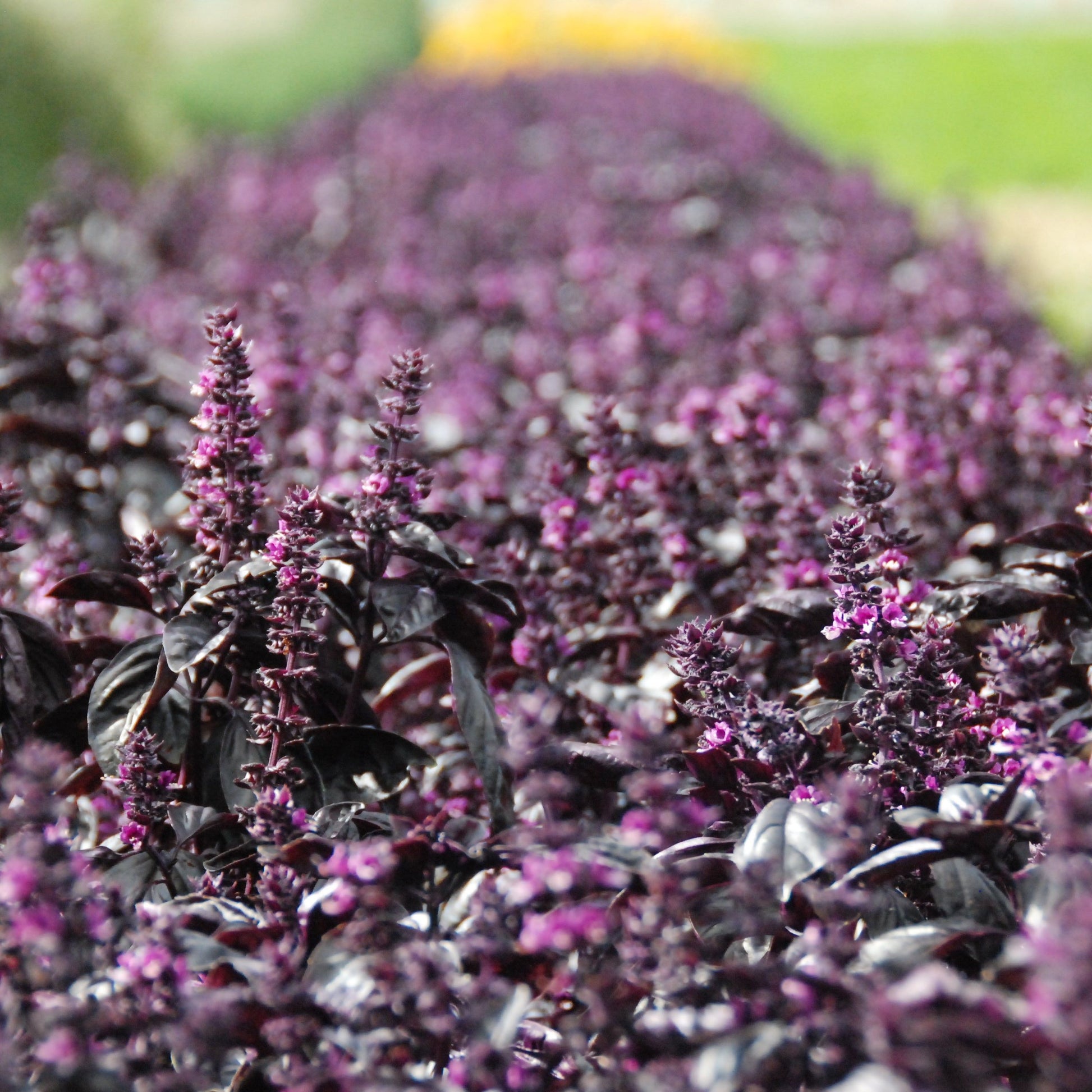 Close-up of purple basil plants going to seed with a blurred background