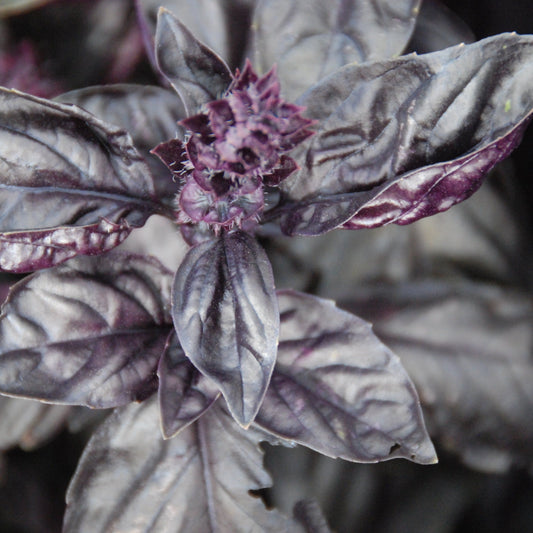 Close-up of purple basil leaves with a blurred background