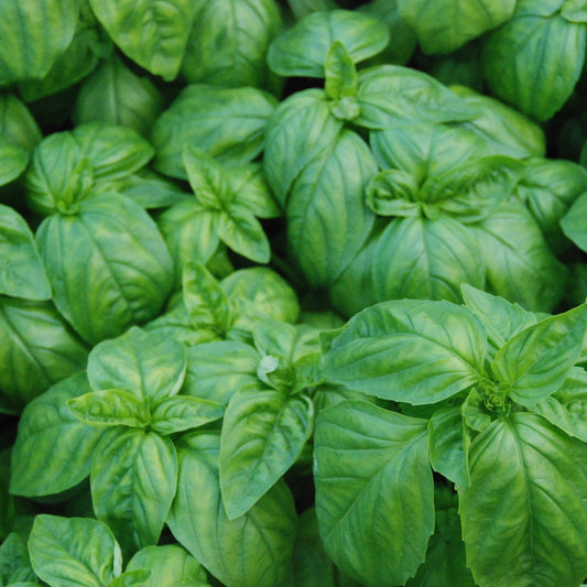 Close-up of a dense cluster of green basil leaves