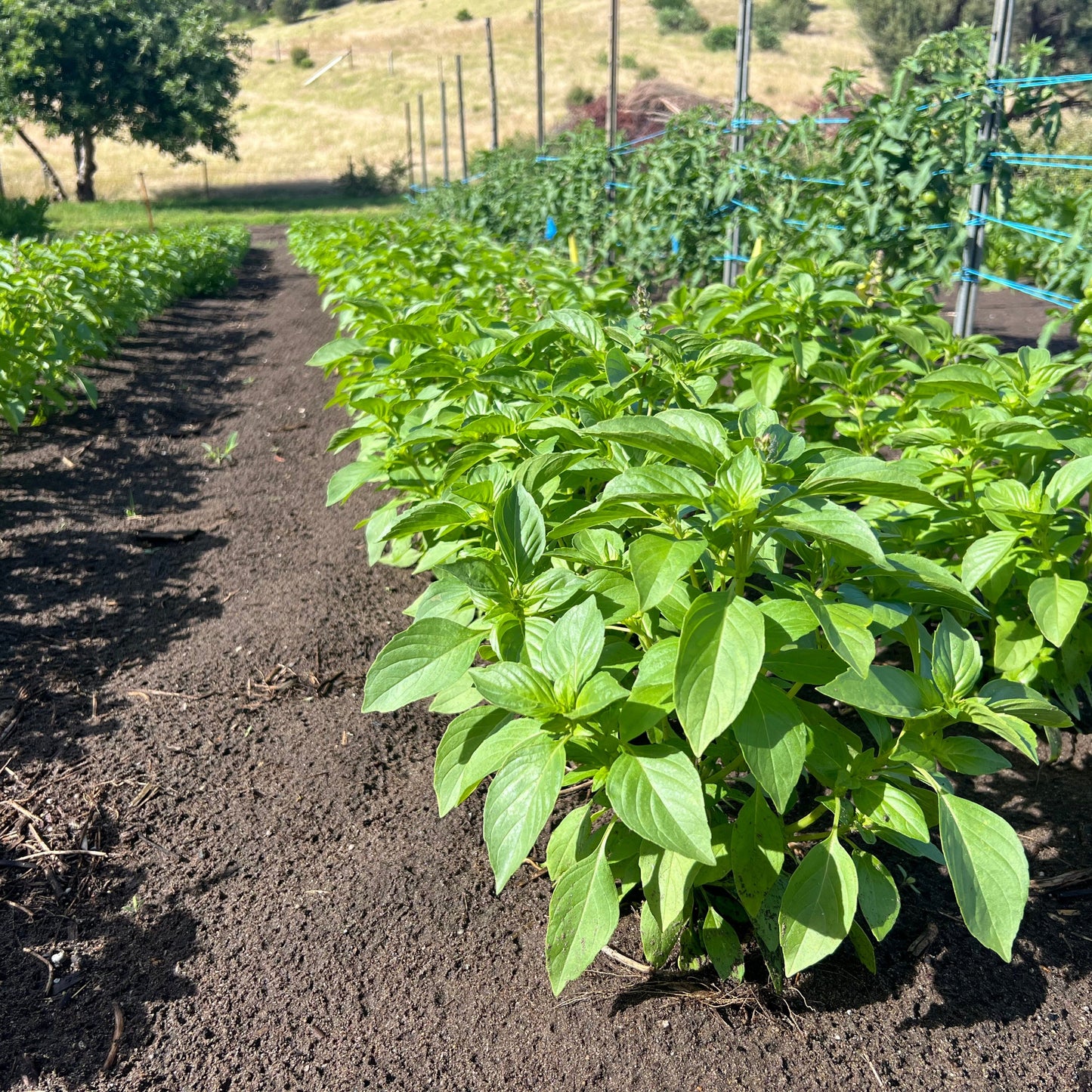 Lemon basil crop growing in back paddock
