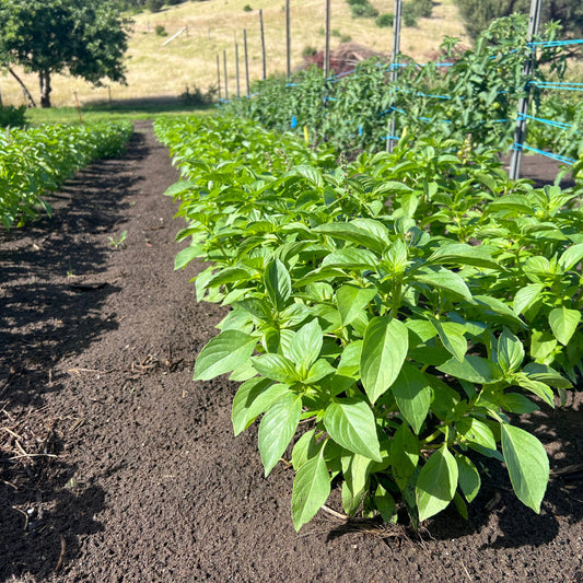 Lemon basil crop growing in back paddock