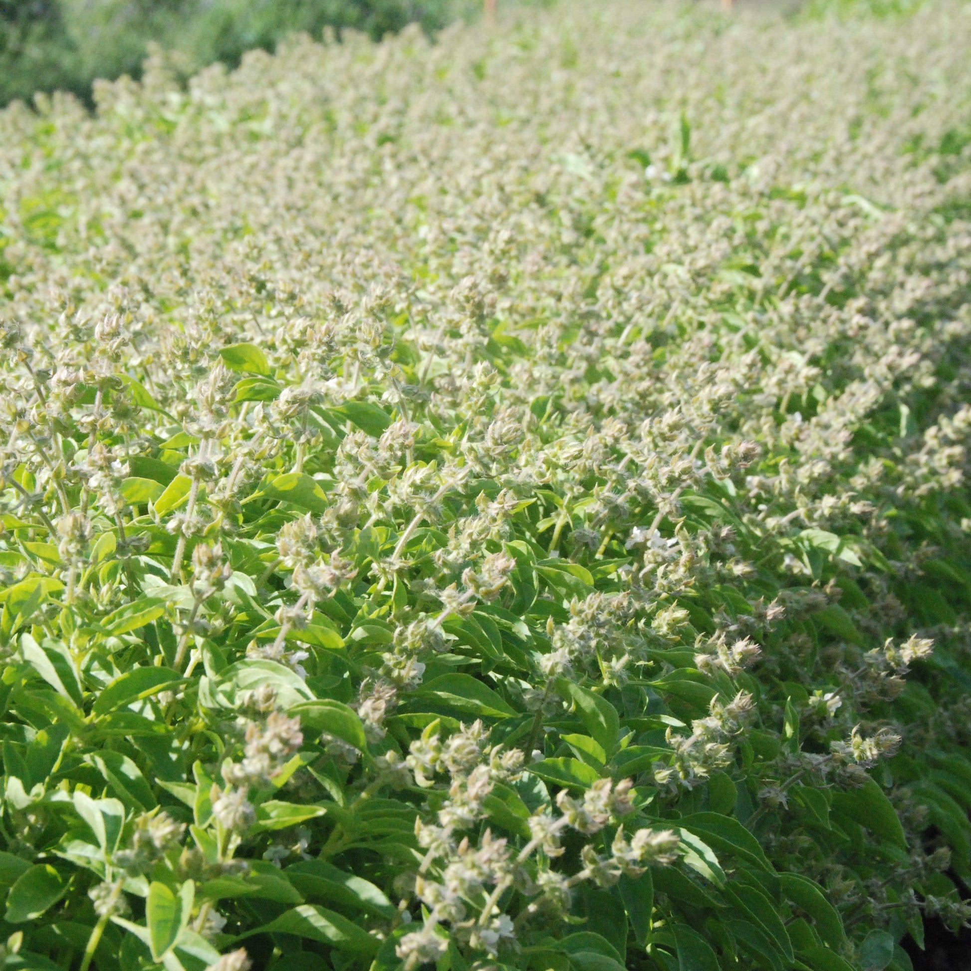 Lemon basil seed crop  going to seed