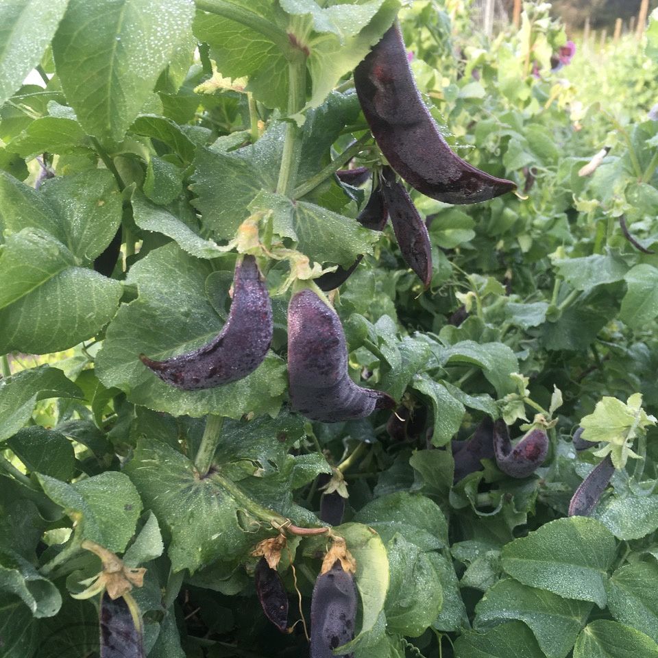 Purple beans hanging from a green plant in a garden