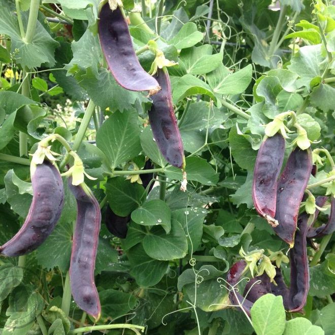 Purple pea pods hanging from green vines in a garden