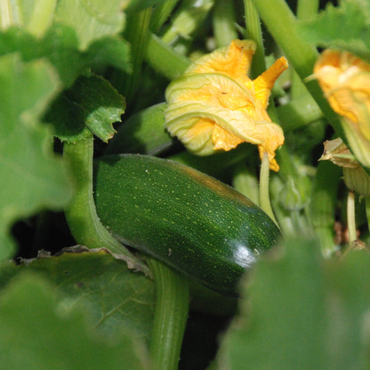 Green zucchini with yellow flowers surrounded by green leaves