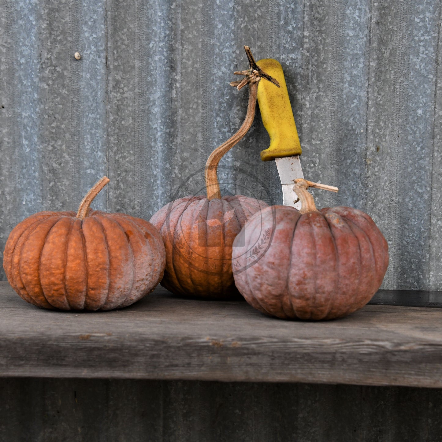 Three pumpkins on a wooden surface with a rustic metal background