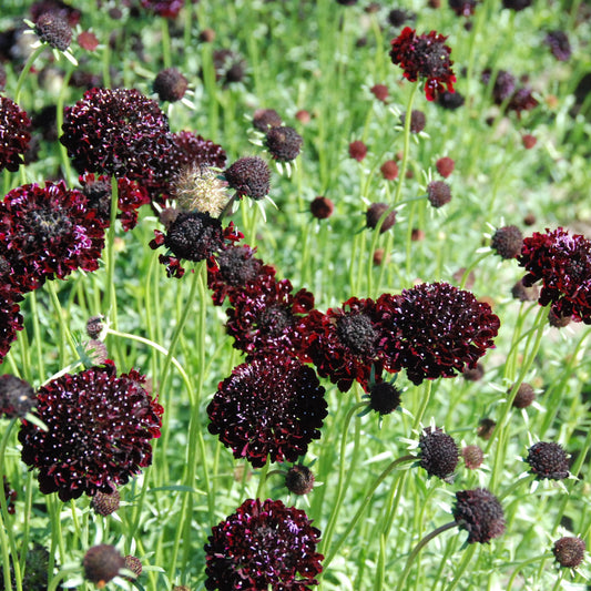 Dark purple flowers with green stems and leaves in a garden setting