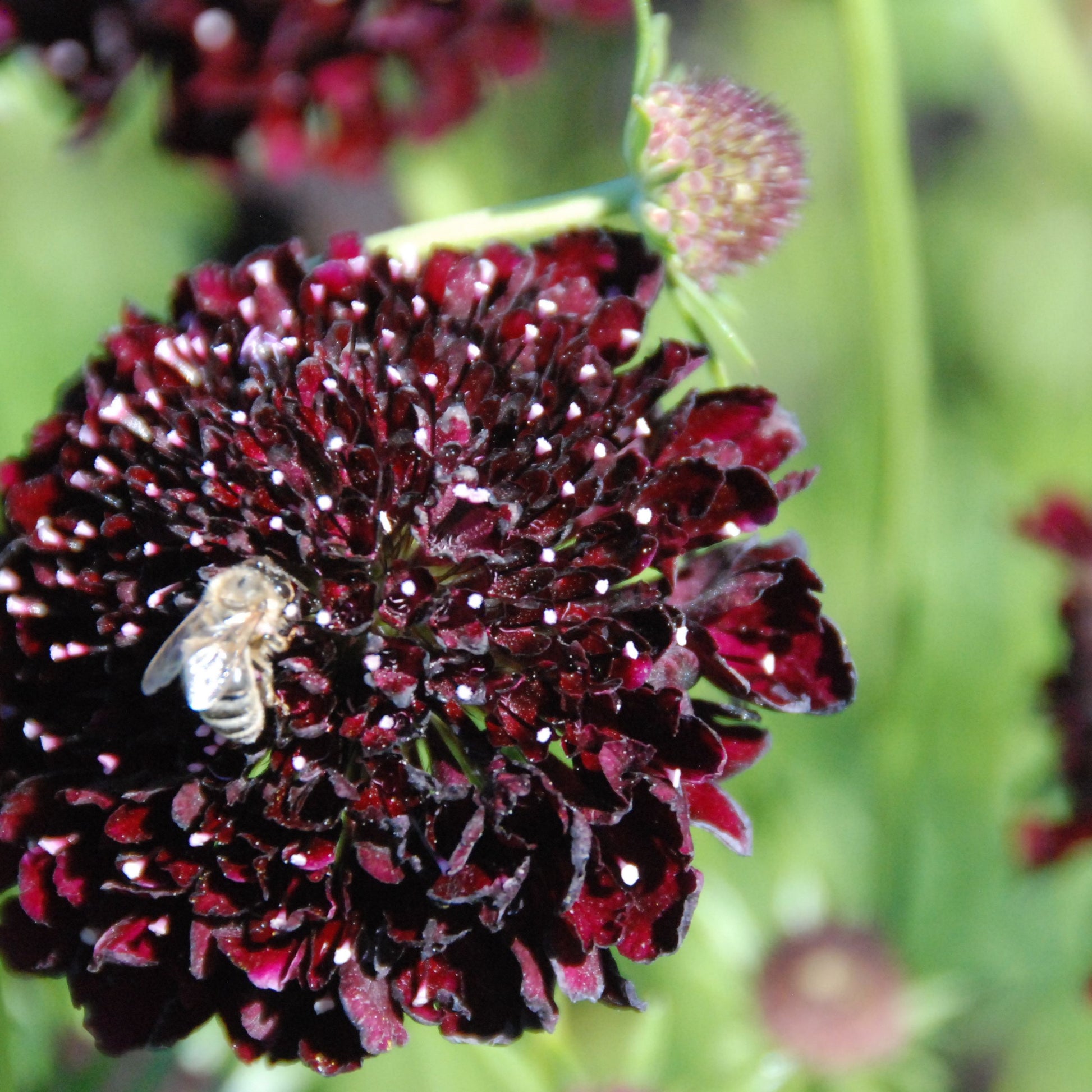 Close-up of a dark purple flower with a bee on it, surrounded by green leaves.