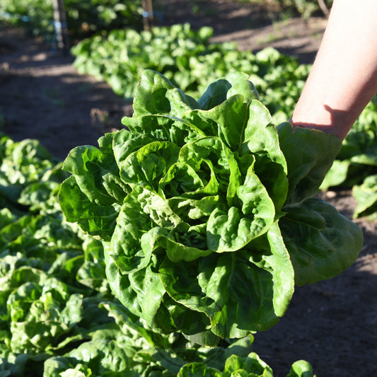 Butter Lettuce Collection