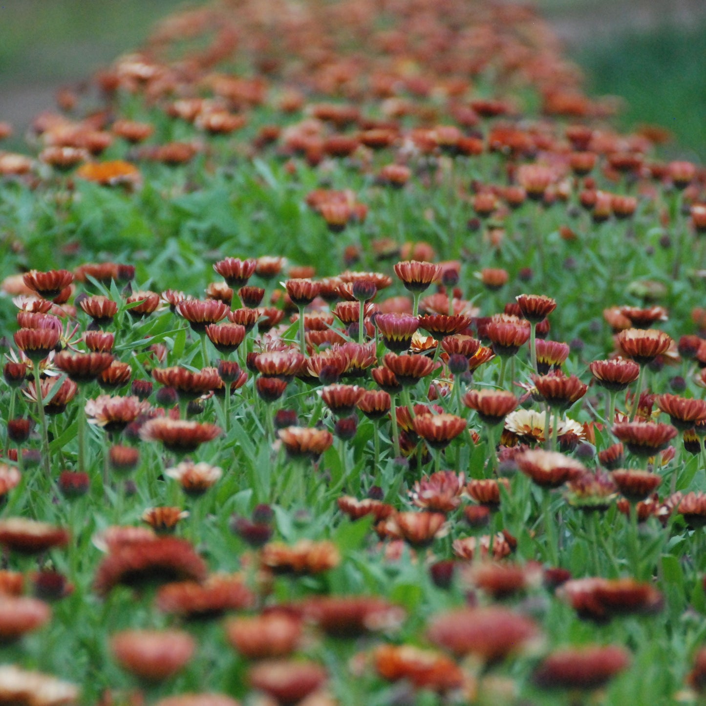 Row of red flowers in a field with a blurred background