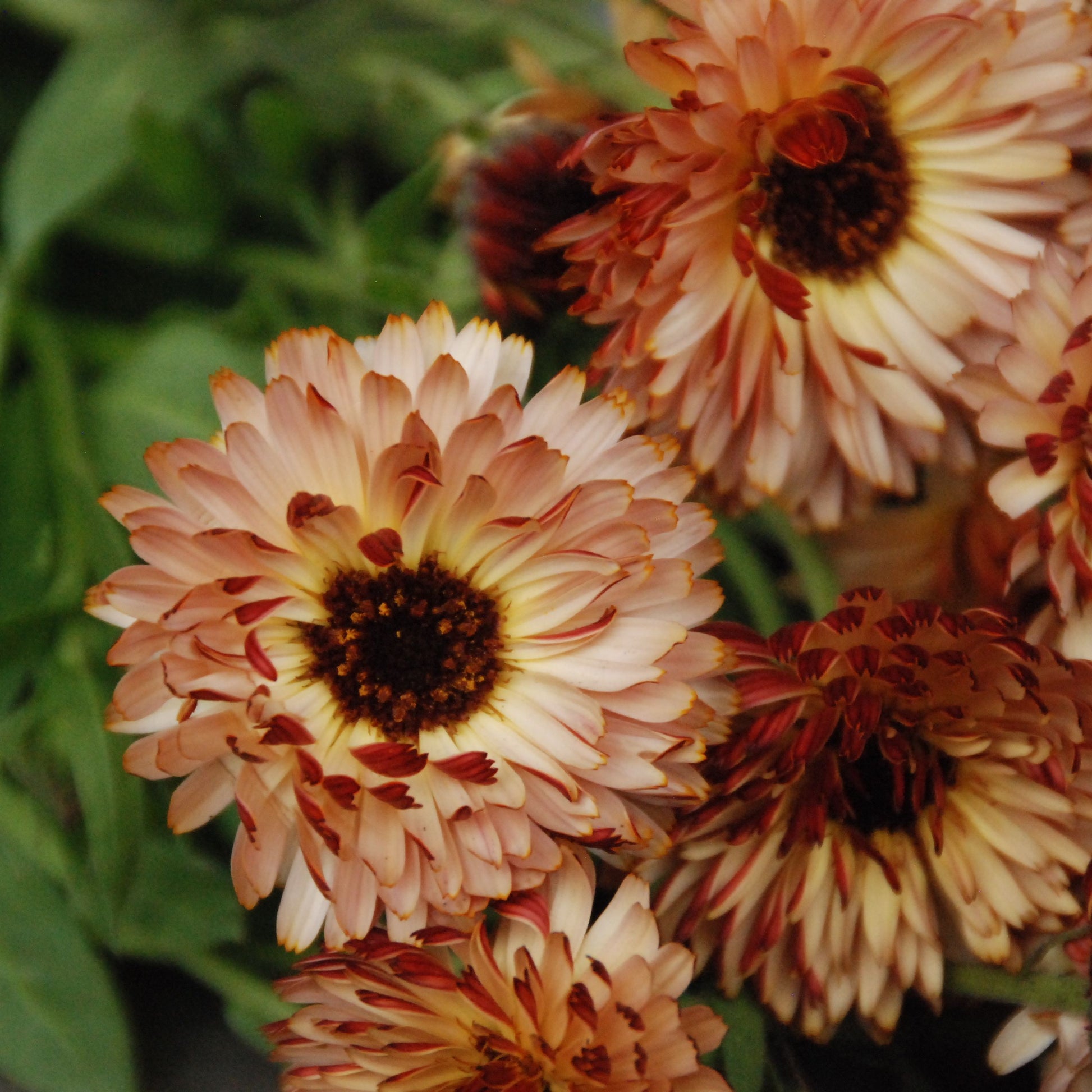 Close-up of orange and brown flowers with green leaves in the background