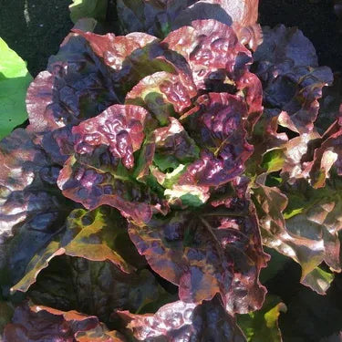 Close-up of purple and green leafy vegetables