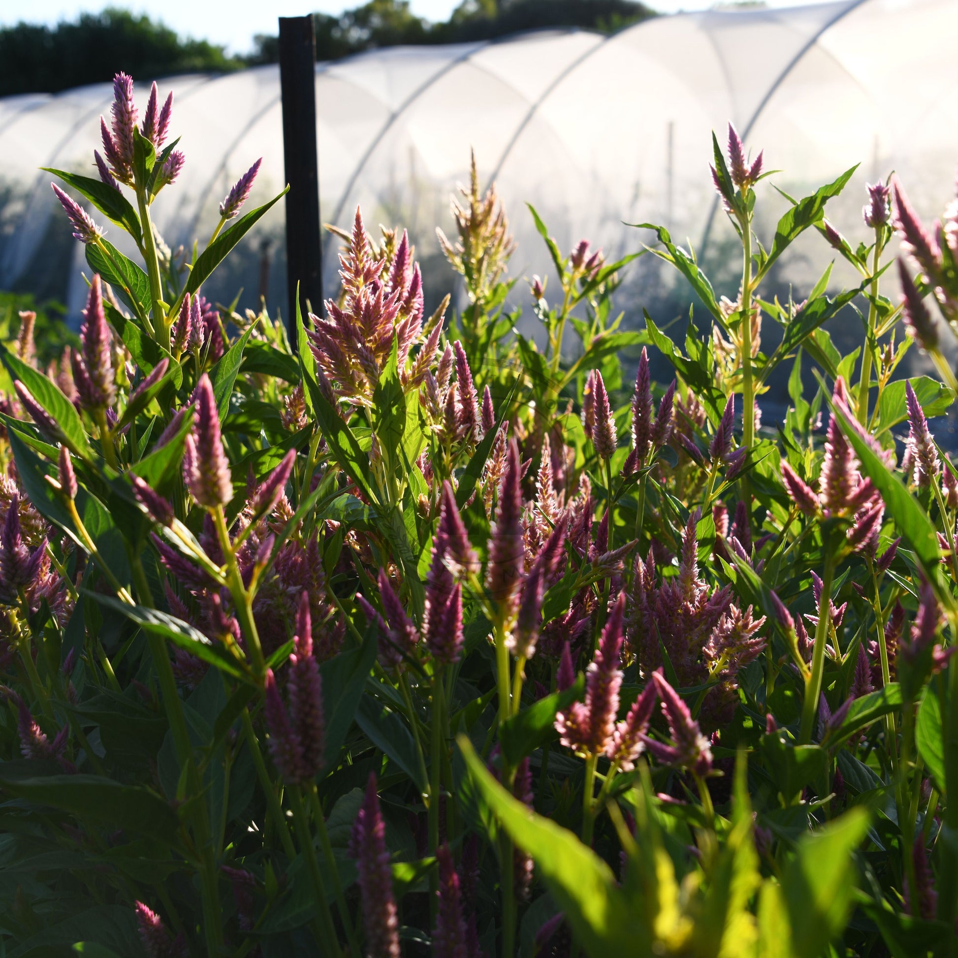 Purple flowering plants growing in a field with a greenhouse in the background