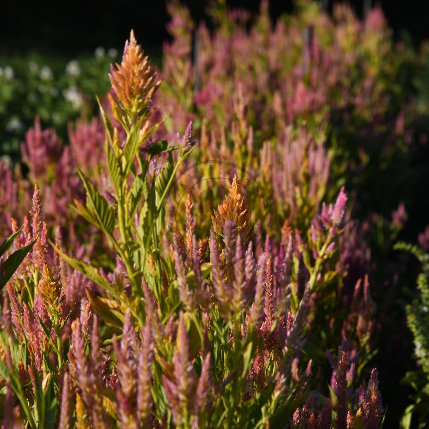 Close-up of a plant with pinkish flowers and green leaves.