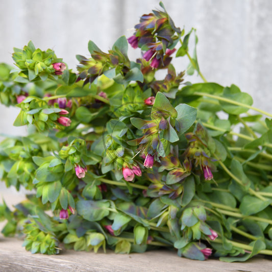 Bouquet of fresh green flowers with pink buds on a wooden surface.