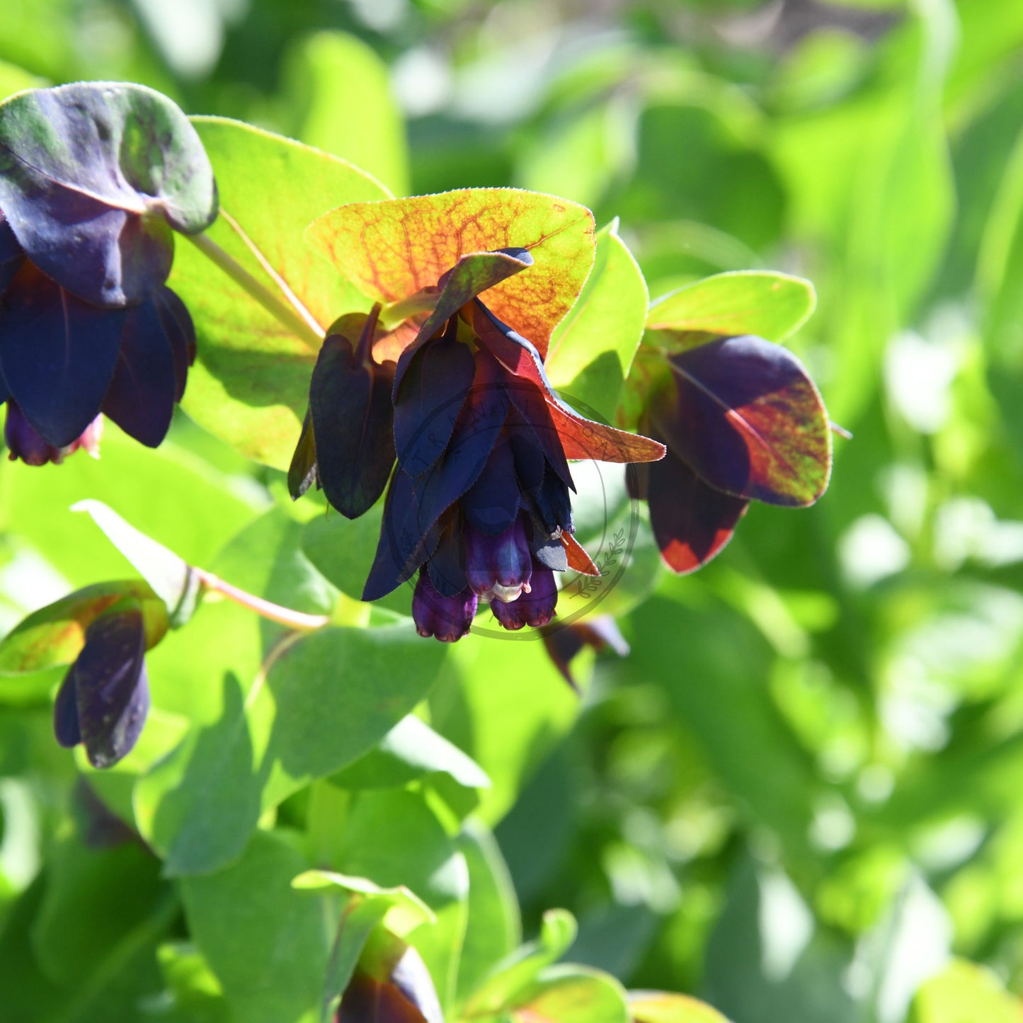 Close-up of dark purple flowers with green leaves on a blurred green background