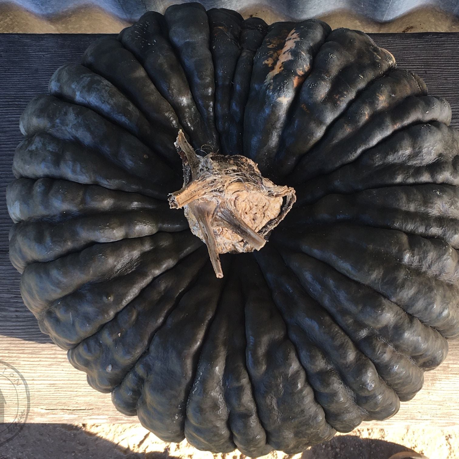 Black pumpkin on a wooden surface