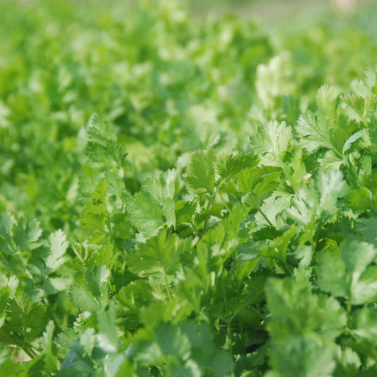 Close-up of green leafy plants in a field
