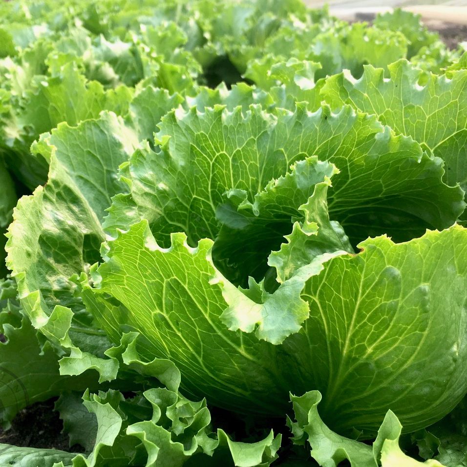 Close-up of green leafy lettuce plants growing in a garden.