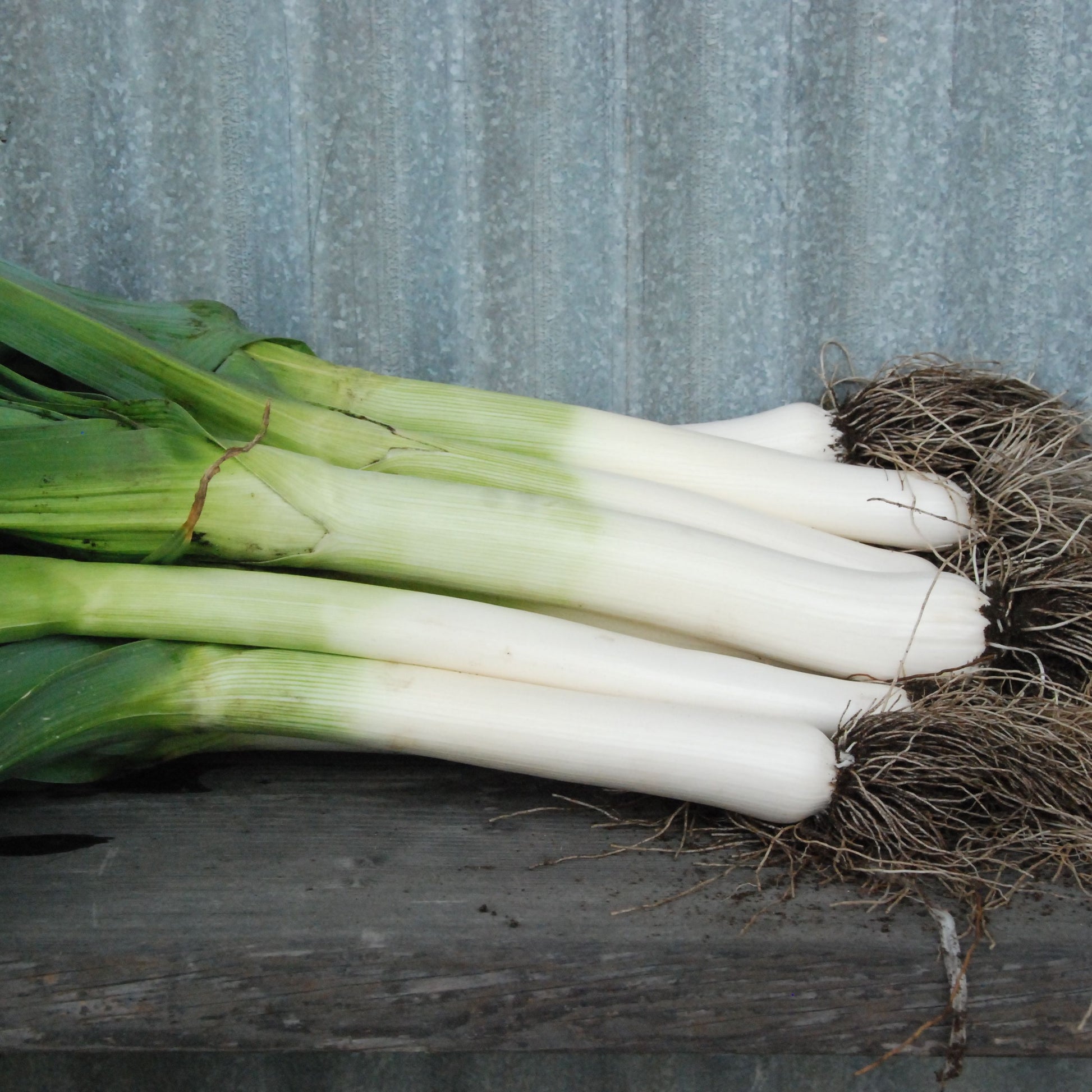 Bunch of delft leeks on a wooden surface against a corrugated metal background