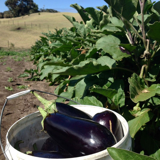 Bucket with eggplants in a field of green plants