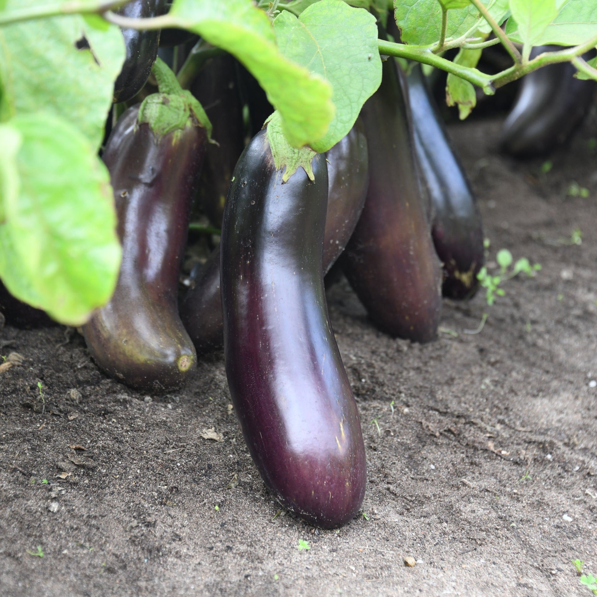 Eggplant seed crop growing