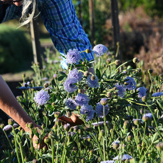 Didiscus 'Lacy Lavender Blue'