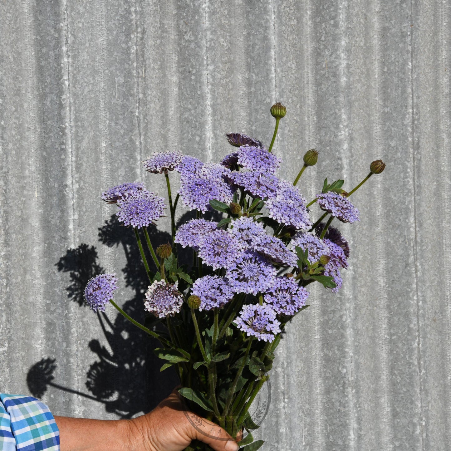 Didiscus 'Lacy Lavender Blue'