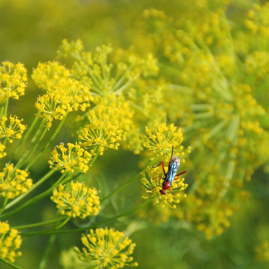 Dill 'Bouquet'
