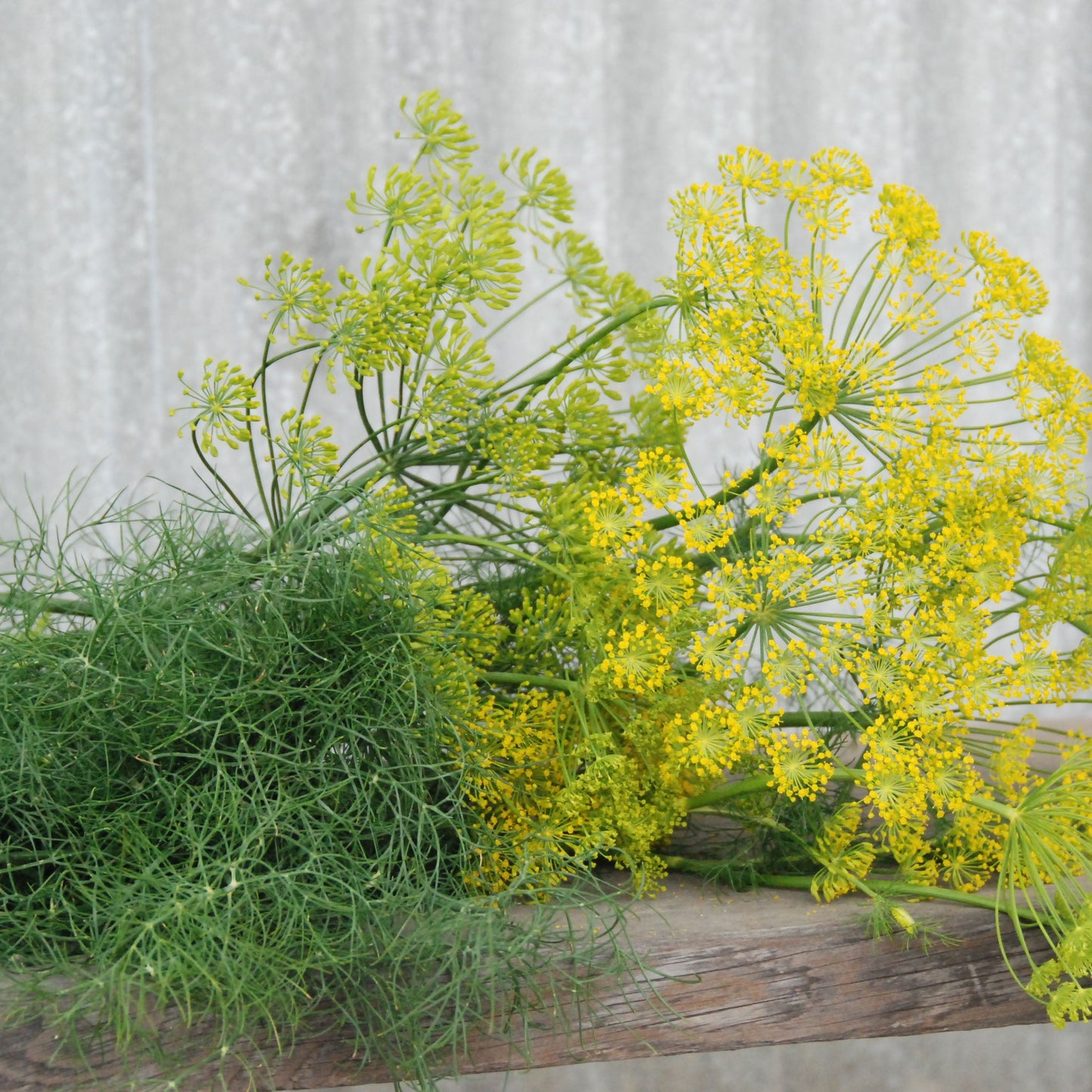 Dill 'Bouquet'