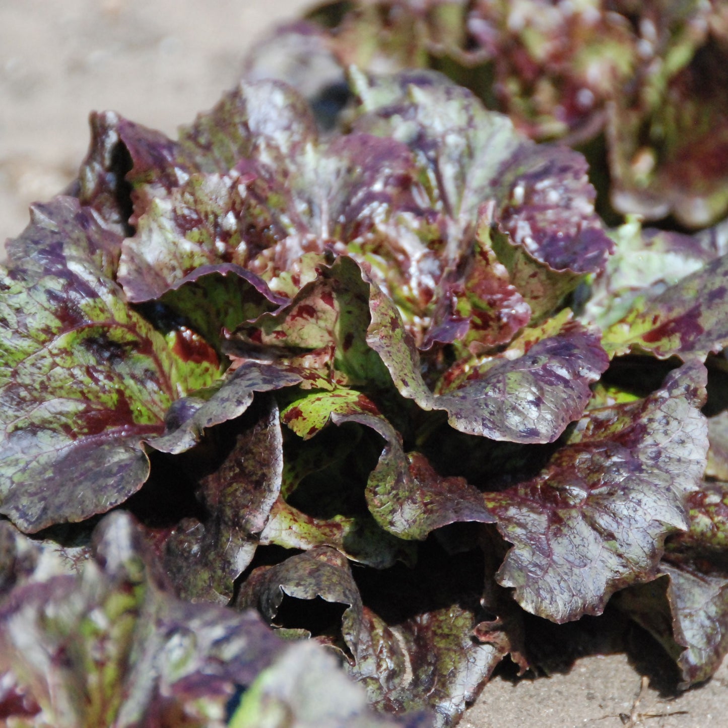 Close-up of purple and green leafy vegetables on a sandy surface