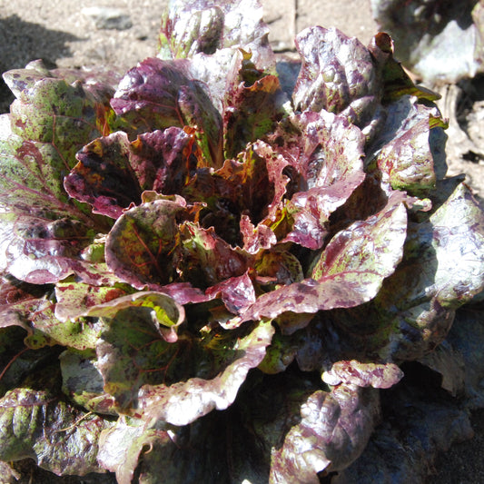 Purple leafy plant growing on a sandy surface