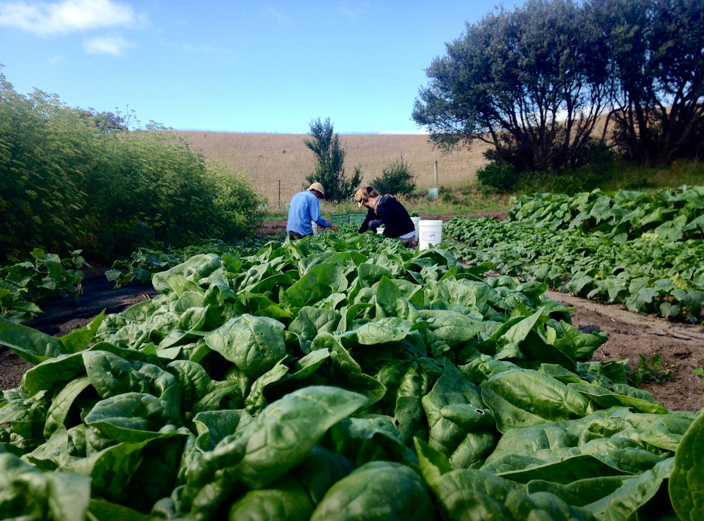 Spinach 'Equinox'