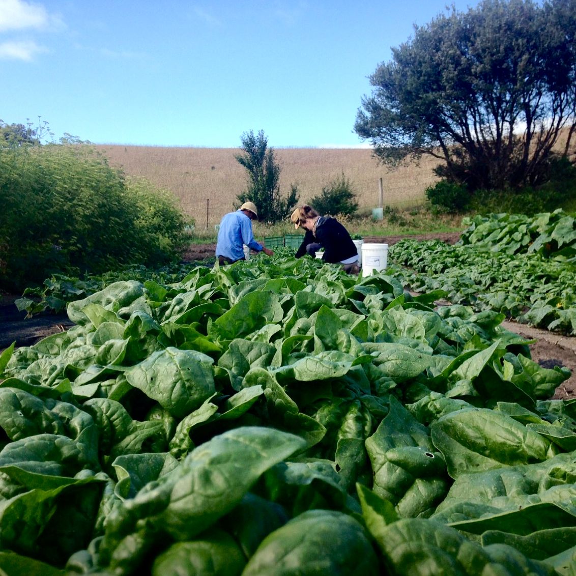 Spinach 'Equinox'