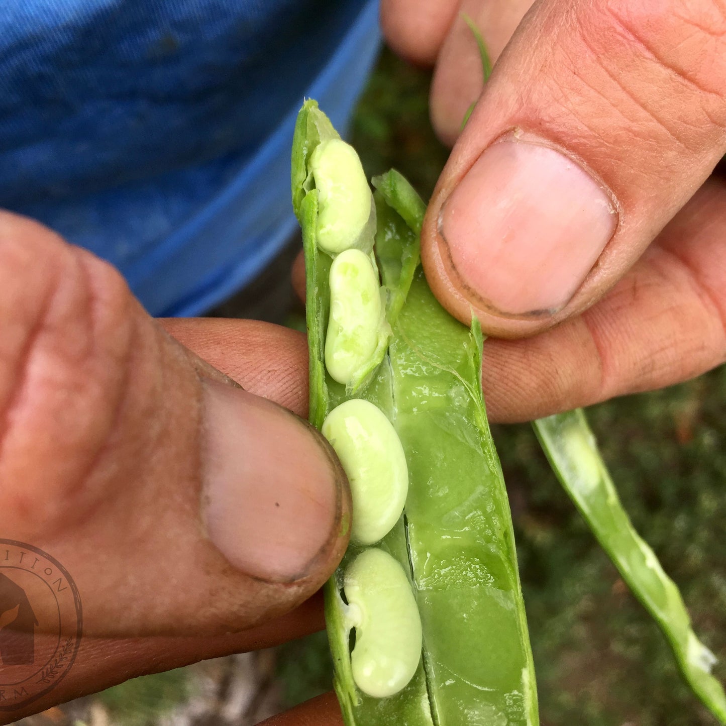 Bean 'Flagrano' French Flageolet