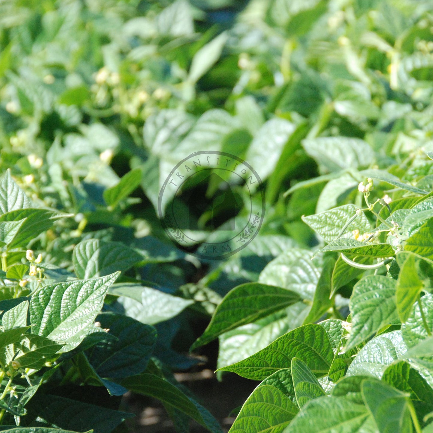 Close-up of green leafy plants with a blurred background