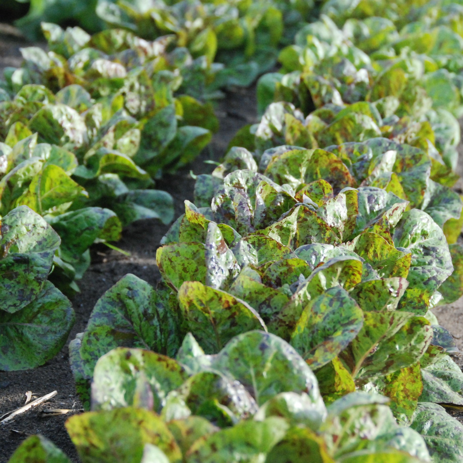 Row of young flashy toutback lettuce in a field