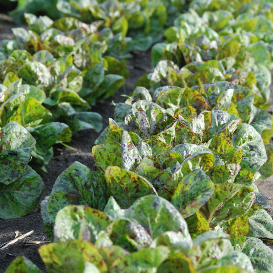 Row of young flashy toutback lettuce in a field