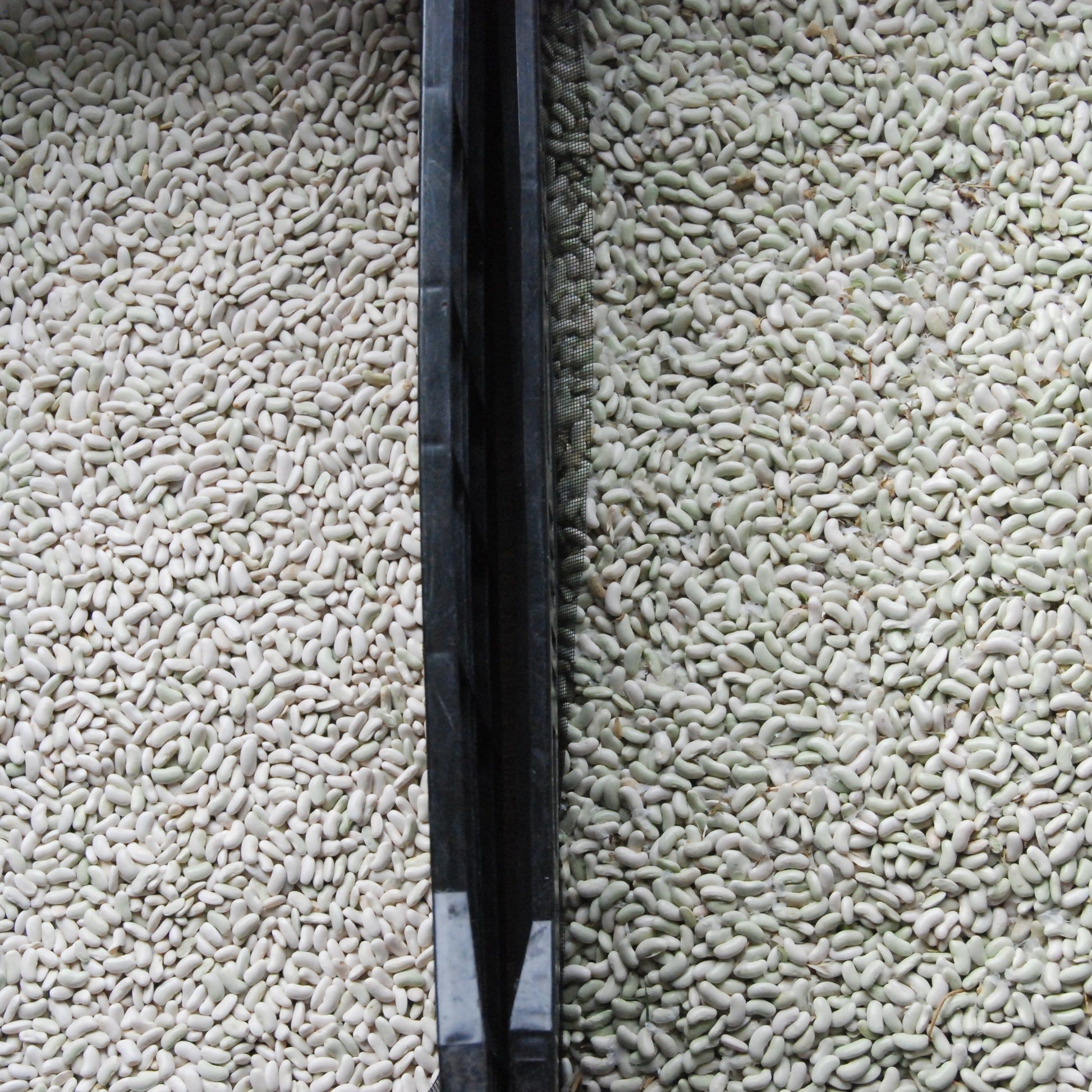 Dried beans in crates